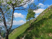 57 Betulle al sole  nel verde dei ripidi pratoni